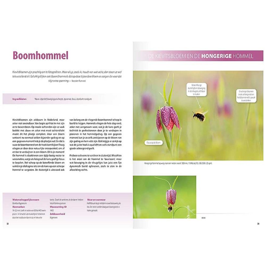 Online Birdpix Fotografiegids Wonderlijke Insectenwereld